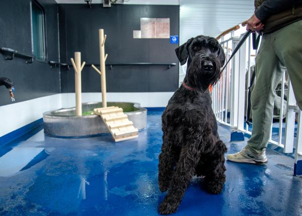 Black dog sitting in front of a green pet area